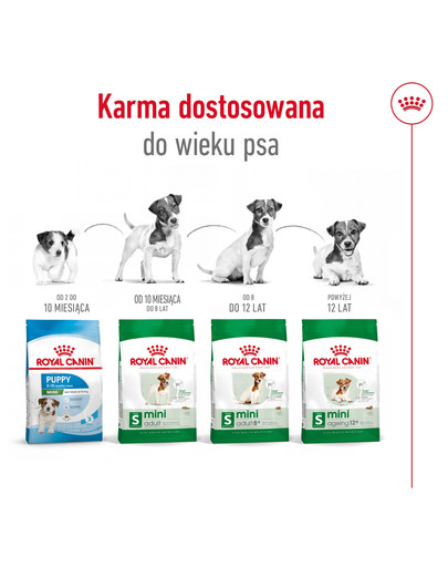 ROYAL CANIN Mini Adult 8+ 4 kg karma sucha dla psów starszych od 8 do 12 roku życia, ras małych