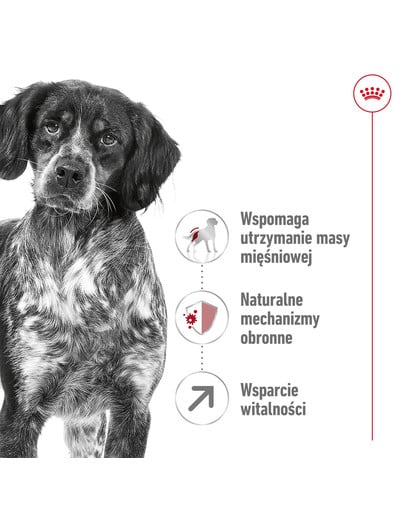 ROYAL CANIN Medium Adult 7+ karma sucha dla psów dojrzałych od 7. do 10. roku życia, ras średnich 15 kg