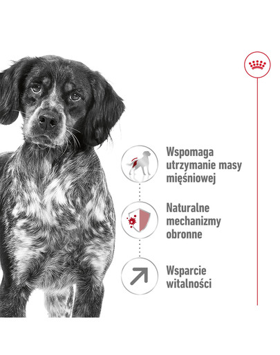 ROYAL CANIN Medium adult 7+ 10 kg sucha karma dla psów powyżej 7 roku życia, ras średnich