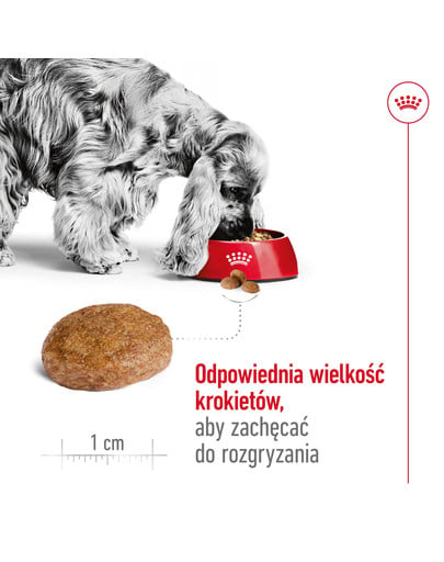 ROYAL CANIN Medium Adult 7+ karma sucha dla psów dojrzałych od 7. do 10. roku życia, ras średnich 15 kg