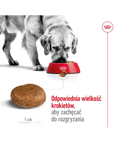 ROYAL CANIN Maxi Adult 5+ 4 kg karma sucha dla psów starszych, od 5 do 8 roku życia, ras dużych
