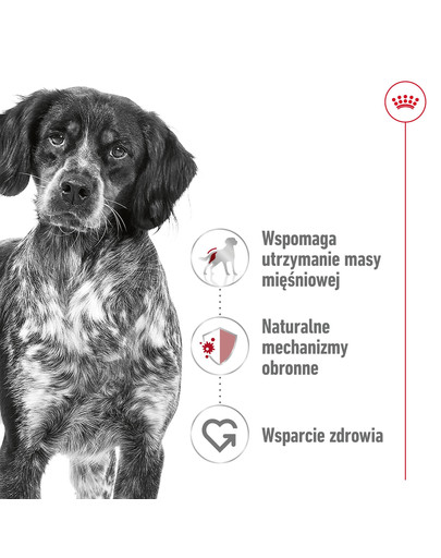 ROYAL CANIN Medium adult 10x140 g