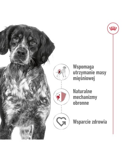 ROYAL CANIN Medium Adult karma mokra w sosie dla psów dorosłych ras średnich