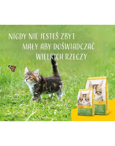 JOSERA Kitten GrainFree Sucha karma dla kociąt 10 kg