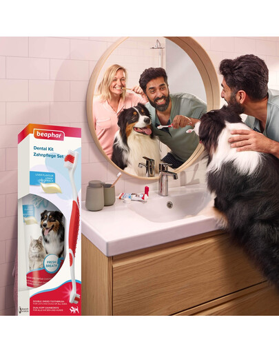 BEAPHAR Dental Kit szczoteczka i pasta do zębów dla psów i kotów
