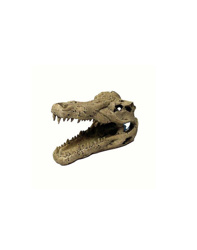 Dekoracja czaszka krokodyla duża 14 cm