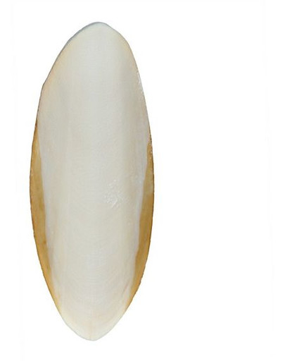 Sepia dla żółwi 12 cm