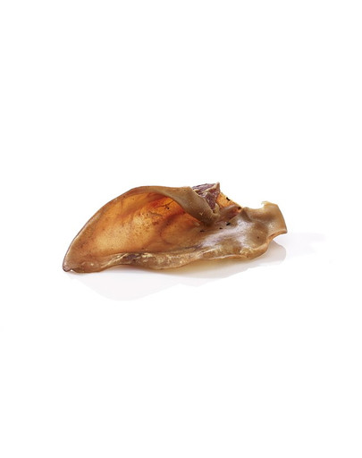 Ucho wieprzowe duże 1 szt