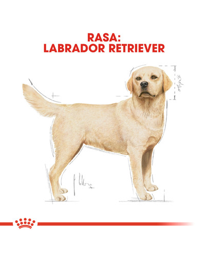 Labrador retriever adult 3 kg