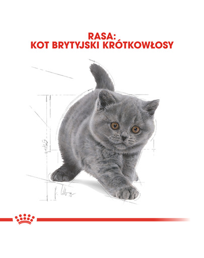 Kitten british shorthair 2 kg karma sucha dla kociąt, do 12 miesiąca, rasy brytyjski krótkowłosy