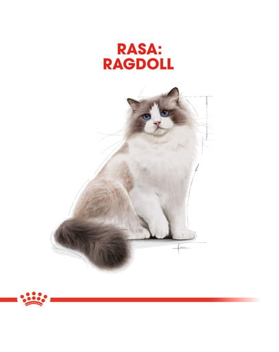 Ragdoll adult 2 kg karma sucha dla kotów dorosłych rasy ragdoll