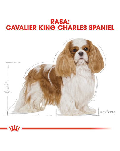 Cavalier King Charles Spaniel Adult 7,5 kg