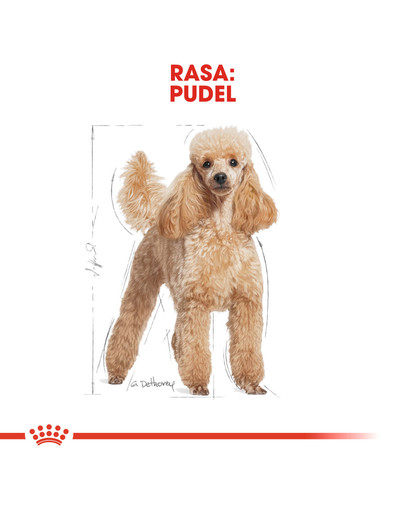 Poodle Adult in Sobe 85 g mokra karma w formie pasztetu dla dorosłych psów, rasy pudel