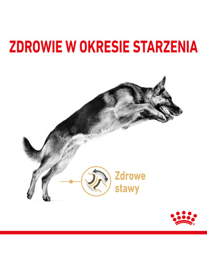 German Shepherd Adult 5+ 12 kg karma sucha dla dorosłych psów rasy owczarek niemiecki, powyżej 5 roku życia