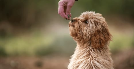 Cavoodle (Cavapoo) - najważniejsze informacje