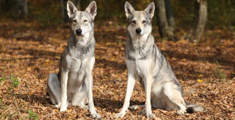 Czym charakteryzuje się Saarlooswolfhond?