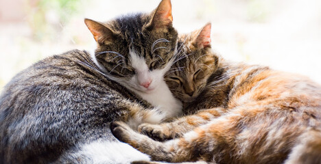 Ślinotok u kota: najczęstsze przyczyny i objawy. Co robić?