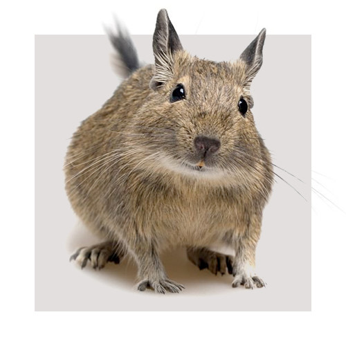 Karma dla koszatniczek