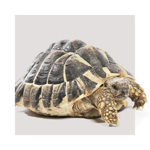 Karma dla żółwia