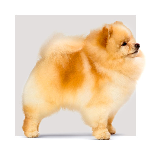 Karma dla Szpica miniaturowego pomeranian