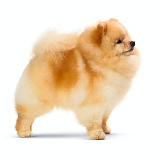 Pies rasy Pomeranian