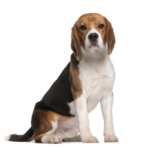 Pies rasy Beagle