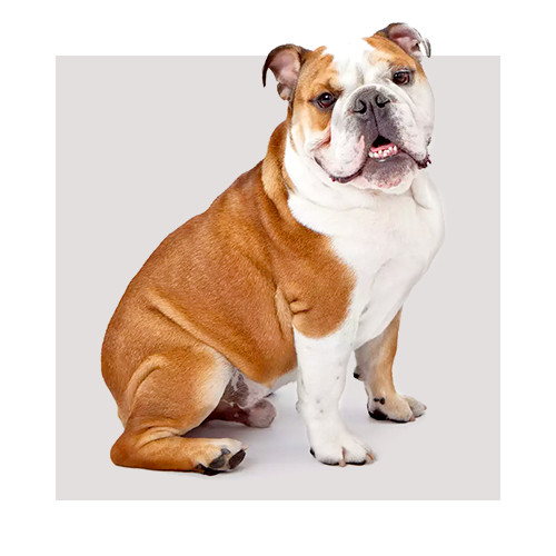 Pies rasy Buldog Angielski