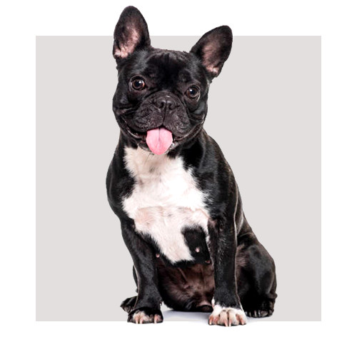 Karma dla buldoga francuskiego