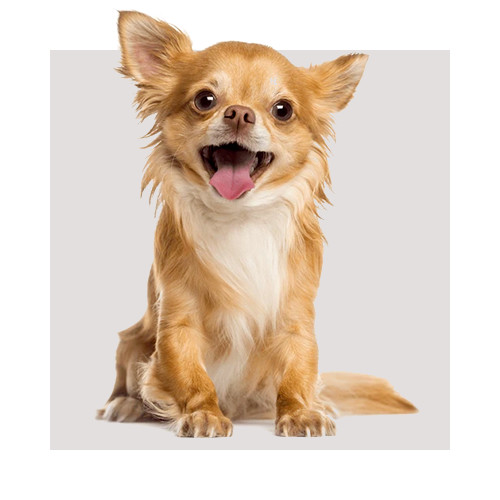 Karma dla psa Chihuahua