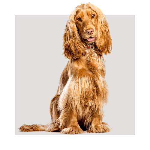 Pies rasy Cocker Spaniel