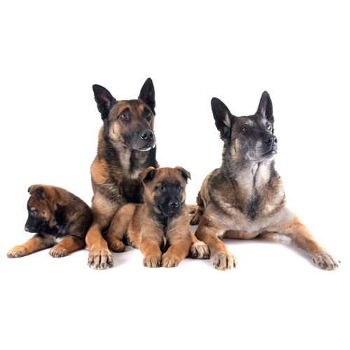 rodzina psów rasy owczarek niemiecki