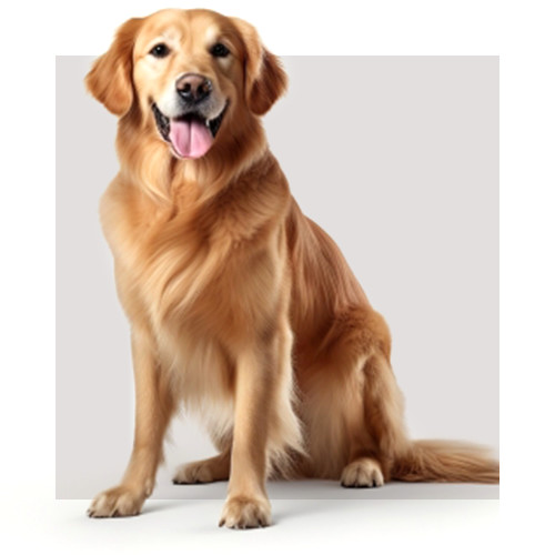 Karma dla Golden retriever