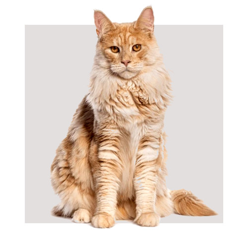 Karma dla kota maine coon