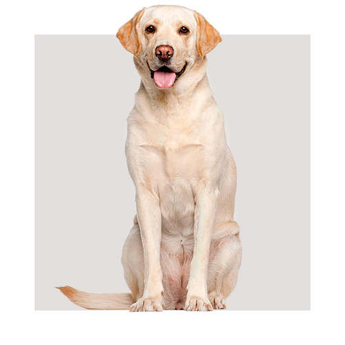 Pies rasy Labrador