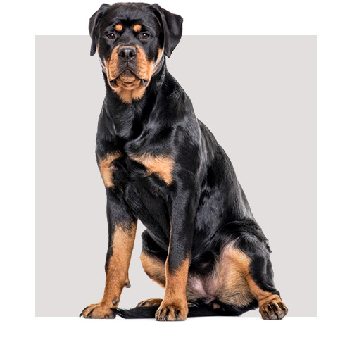 Karma dla Rottweiler