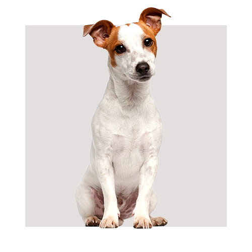 Karma dla Jack russell terrier