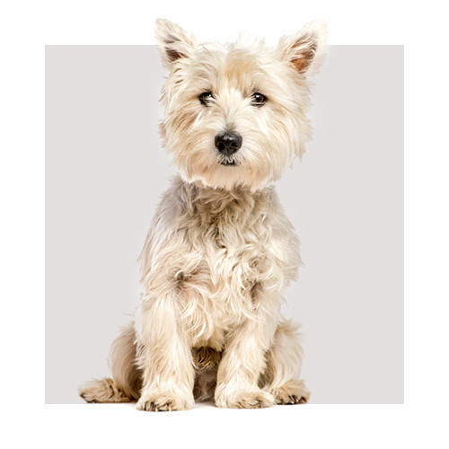 Karma dla West highland white terrier