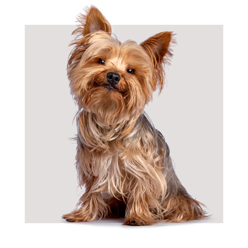 Pies rasy Yorshire Terrier