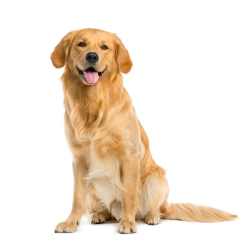 Pies rasy Golden Retriever