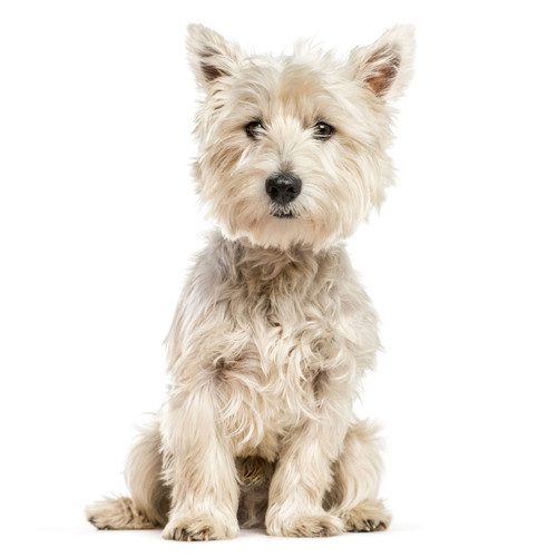 Pies rasy West Highland Terrier