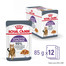 ROYAL CANIN Appetite Control Jelly 85 g mokra karma dla dorosłych kotów z nadmiernym apetytem