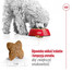 ROYAL CANIN Mini Adult 4kg karma sucha dla psów dorosłych, ras małych