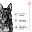ROYAL CANIN Maxi Ageing 8+ 15 kg sucha karma dla psów dojrzałych ras dużych, powyżej 8 roku życia