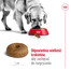 ROYAL CANIN Maxi Ageing 8+ 15 kg sucha karma dla psów dojrzałych ras dużych, powyżej 8 roku życia