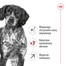 ROYAL CANIN Medium adult 7+ 10 kg sucha karma dla psów powyżej 7 roku życia, ras średnich
