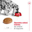 ROYAL CANIN Medium adult 7+ 10 kg sucha karma dla psów powyżej 7 roku życia, ras średnich