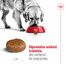 ROYAL CANIN Maxi Adult 5+ 15 kg karma sucha dla psów starszych, od 5 do 8 roku życia, ras dużych