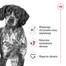 ROYAL CANIN Medium Adult karma mokra w sosie dla psów dorosłych ras średnich