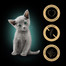 SHEBA Kitten Wybór smaków w sosie 4x85g mokra karma z łososiem i kurczakiem dla kociąt