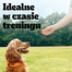 PEDIGREE Ranchos Cubes 70 g karma uzupełniająca dla dorosłych psów z wołowiną